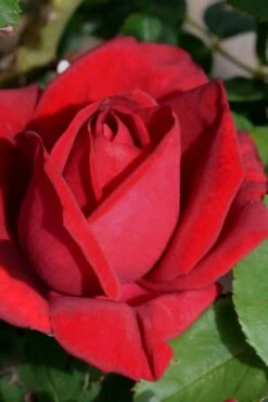 Easy Elegance Kashmir Rose - 7 Gallon Pot -Plantify Shop rose easy elegance kasmhir 1