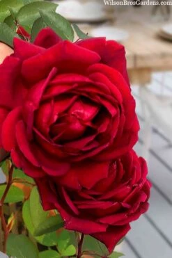 Easy Elegance Kashmir Rose - 7 Gallon Pot -Plantify Shop rose easy elegance kasmhir 2