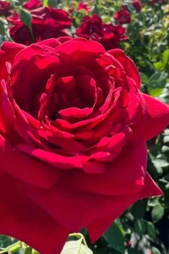 Easy Elegance Kashmir Rose - 7 Gallon Pot -Plantify Shop rose easy elegance kasmhir 3