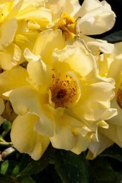 Lemon Drift Groundcover Rose - 3 Gallon Pot -Plantify Shop rose lemon drift 1