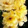 Lemon Drift Groundcover Rose - 3 Gallon Pot -Plantify Shop rose lemon drift 3