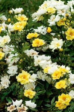 Lemon Drift Groundcover Rose - 2 Gallon Pot -Plantify Shop rose lemon drift 5 2