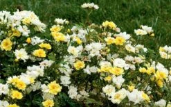 Lemon Drift Groundcover Rose - 2 Gallon Pot -Plantify Shop rose lemon drift 6 2