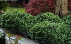 Himalayan Fragrant Sweet Box (Sarcococca Hookeriana) - 1 Gallon Pot -Plantify Shop sarcoccoca hookeriana var humilis himalayan sweetbox 10