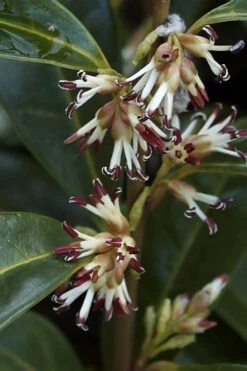Himalayan Fragrant Sweet Box (Sarcococca Hookeriana) - 1 Gallon Pot -Plantify Shop sarcoccoca hookeriana var humilis himalayan sweetbox 2