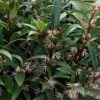 Himalayan Fragrant Sweet Box (Sarcococca Hookeriana) - 1 Gallon Pot -Plantify Shop sarcoccoca hookeriana var humilis himalayan sweetbox 5