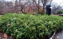 Himalayan Fragrant Sweet Box (Sarcococca Hookeriana) - 1 Gallon Pot -Plantify Shop sarcoccoca hookeriana var humilis himalayan sweetbox 8