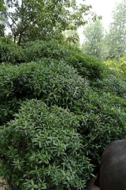 Himalayan Fragrant Sweet Box (Sarcococca Hookeriana) - 1 Gallon Pot -Plantify Shop sarcoccoca hookeriana var humilis himalayan sweetbox 9