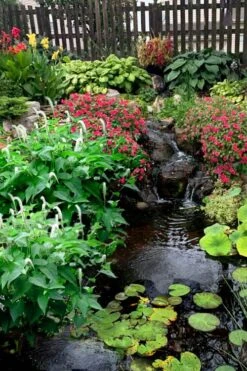 Lizard's Tail Swamp Lily (Saururus Cernuus) - 8 Pack Of 1 Gallon Pots -Plantify Shop saururus cernuus lizards tail swamp lily 8