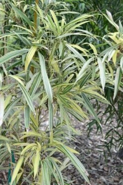 Variegated Chinese Temple Bamboo - Sinobambusa Tootsik 'Albostriata' - 3 Gallon Pot -Plantify Shop sinobambusa toosik albostriata variegated temple bamboo 1