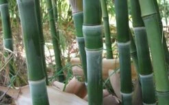 Solid Stem Bamboo - Phyllostachys Heteroclada - 3 Gallon Pot (4-6') -Plantify Shop solid stem bamboo