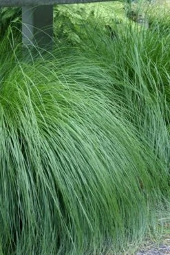 Prairie Dropseed Grass (Sporobolis Heterolepis) - 1 Gallon Pot -Plantify Shop sporobolis heterolepis prairie dropseed grass 1
