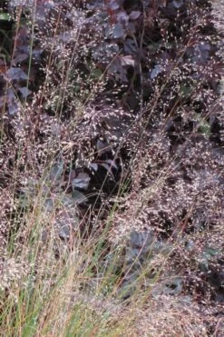 Prairie Dropseed Grass (Sporobolis Heterolepis) - 1 Gallon Pot -Plantify Shop sporobolis heterolepis prairie dropseed grass 10