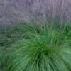 Prairie Dropseed Grass (Sporobolis Heterolepis) - 1 Gallon Pot -Plantify Shop sporobolis heterolepis prairie dropseed grass 19