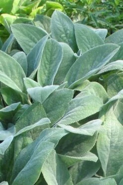Helen Von Stein Lambs Ears (Big Ears) - 1 Gallon Pot -Plantify Shop stachys byzantina helen von stein lambs ear 103