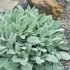 Helen Von Stein Lambs Ears (Big Ears) - 1 Gallon Pot -Plantify Shop stachys byzantina helen von stein lambs ear 105