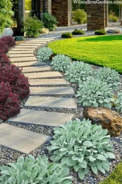 Helen Von Stein Lambs Ears (Big Ears) - 1 Gallon Pot -Plantify Shop stachys byzantina helen von stein lambs ear 111