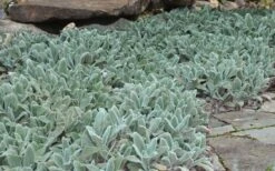 Silver Carpet Lambs Ears (Stachys) - 6 Pack Of Pint Pots -Plantify Shop stachys byzantina silver carpet lambs ears 5