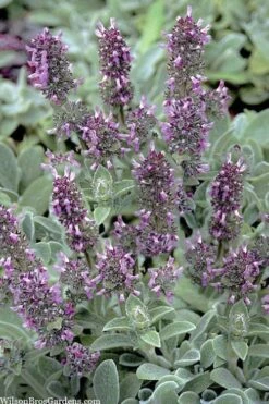Silky Fleece Dwarf Lambs Ear (Stachys Byzantina) - 10 Pack Of Quarts Pots -Plantify Shop stachys byzantine silky fleece lambs ear 101