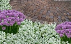 Silky Fleece Dwarf Lambs Ear (Stachys Byzantina) - 10 Pack Of Quarts Pots -Plantify Shop stachys byzantine silky fleece lambs ear 105