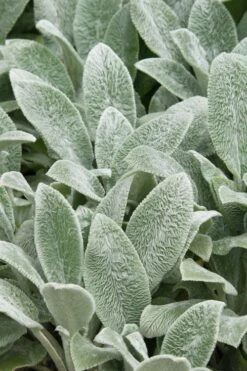 Silver Carpet Lambs Ears (Stachys) - 6 Pack Of Pint Pots -Plantify Shop stachys byzantine silver carpet lambs ears 2