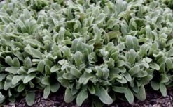Silky Fleece Dwarf Lambs Ear (Stachys Byzantina) - 5 Pack Of Quarts Pots -Plantify Shop stachys silky fleece 2