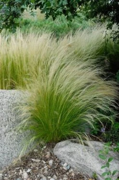Pony Tails Mexican Feather Grass (Stipa Tennuissima) - 5 Pack Of Quart Pots -Plantify Shop stipa tenuissima ponytails mexican feather grass 107