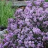 Miss Kim Lilac - 2 Gallon Pot -Plantify Shop syringa miss kim lilac 8