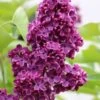 Ludwig Spaeth French Lilac (Syringa) - 1 Gallon Pot -Plantify Shop syringa vulgaris ludwig spaeth lilac 3
