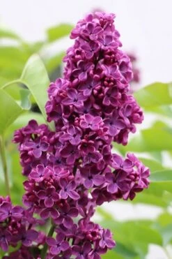 Ludwig Spaeth French Lilac (Syringa) - 1 Gallon Pot