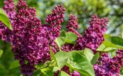 Ludwig Spaeth French Lilac (Syringa) - 1 Gallon Pot -Plantify Shop syringa vulgaris ludwig spaeth lilac 4
