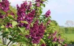 Ludwig Spaeth French Lilac (Syringa) - 1 Gallon Pot -Plantify Shop syringa vulgaris ludwig spaeth lilac 5