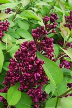 Monge French Lilac (Syringa) - 3 Gallon Pot -Plantify Shop syringa vulgaris monge lilac 2