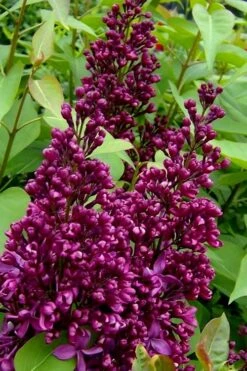 Monge French Lilac (Syringa) - 3 Gallon Pot -Plantify Shop syringa vulgaris monge lilac 3
