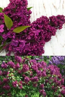 Monge French Lilac (Syringa) - 3 Gallon Pot -Plantify Shop syringa vulgaris monge lilac 4