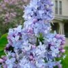 President Grevy French Lilac (Syringa) - 1 Gallon Pot -Plantify Shop syringa vulgaris president grevy lilac 7