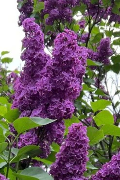 Yankee Doodle Purple French Lilac (Syringa) - 3 Gallon Pot -Plantify Shop syringa vulgaris yankee doodle feench lilac 1