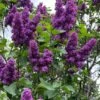 Yankee Doodle Purple French Lilac (Syringa) - 3 Gallon Pot -Plantify Shop syringa vulgaris yankee doodle feench lilac 3