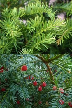 Spreading English Yew (Taxus Baccata 'Repandens) - 3 Gallon Pot -Plantify Shop taxus baccata repandens speading english yew 10