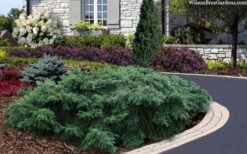 Spreading English Yew (Taxus Baccata 'Repandens) - 1 Gallon Pot -Plantify Shop taxus baccata repandens speading english yew 2 1