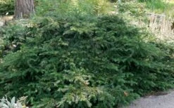 Spreading English Yew (Taxus Baccata 'Repandens) - 1 Gallon Pot -Plantify Shop taxus baccata repandens speading english yew 6 1
