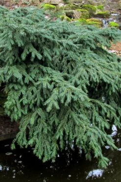 Spreading English Yew (Taxus Baccata 'Repandens) - 3 Gallon Pot -Plantify Shop taxus baccata repandens speading english yew 8