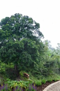 Chinese Yew Tree (Taxus Chinensis) - 3 Gallon Pot -Plantify Shop taxus chinensis chinese yew 2