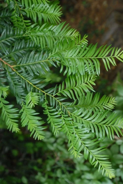 Front Page -Plantify Shop taxus chinensis chinese yew tree 1
