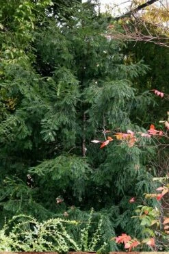 Chinese Yew Tree (Taxus Chinensis) - 3 Gallon Pot -Plantify Shop taxus chinensis chinese yew tree 3