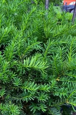Capitata Upright Yew (Taxus Cuspidata) - 6 Gallon Pot -Plantify Shop taxus cuspidata capitata upright japanese yew 3