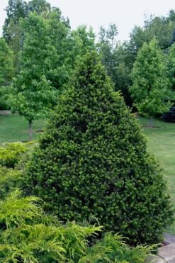 Capitata Upright Yew (Taxus Cuspidata) - 6 Gallon Pot -Plantify Shop taxus cuspidata capitata upright japanese yew 4