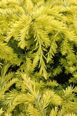Sunburst Yew (Taxus X Media) - 2 Gallon Pot -Plantify Shop taxus media sunburst yew 1