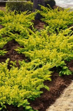 Sunburst Yew (Taxus X Media) - 2 Gallon Pot