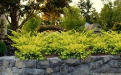 Sunburst Yew (Taxus X Media) - 2 Gallon Pot -Plantify Shop taxus x media sunburst yew 7